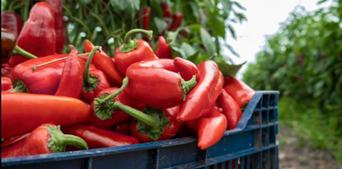 Ministrul Agriculturii: Am închis plăţile pentru unul dintre cele mai importante programe pentru legumicultură - 271,2 milioane de lei pentru legumele româneşti cultivate în sere şi solarii / Înseamnă legume româneşti pe masa oamenilor

