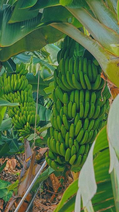 Producător de solarii: Şase din zece tineri cultivă în solarii legume tradiţionale, dar şi plante şi fructe exotice, odată cu schimbarea climatică. O familie investeşte între 5.000 şi 15.000 lei în primul an de agricultură de grădină