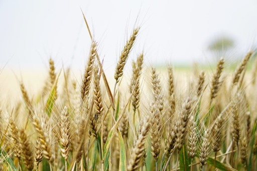 Ungaria estimează că exporturile sectorului agricol vor ajunge la 16 miliarde de euro până în 2030