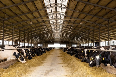 DN Agrar Group contruieşte la ferma Straja o fabrică de procesare a laptelui degresat şi a smântânii, investiţie de 3,5 milioane de euro. Producţia fabricii include şi produse certificate kosher