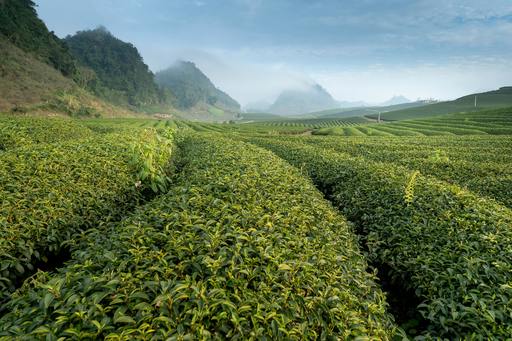 Exporturile de ceai verde ale Japoniei au atins cel mai înalt nivel din ultimii 70 de ani, depăşind 10.000 de tone