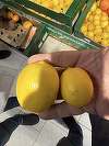 Director ANPC: Lǎmâile sub 45 mm diametru şi portocalele sub 60 mm diametru, considerate furaj animalier, în orice ţară civilizată / Suntem bătaia de joc a importatorilor de citrice dar şi al achizitorilor din marketuri!