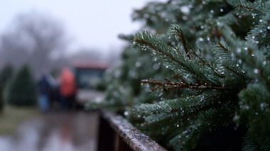 Agenţia Naţională pentru Protecţia Mediului: Practica aruncării brazilor de la etaj este interzisă, fiind extrem de periculoasă pentru oameni sau pentru maşinile care sunt parcate în apropierea blocurilor / Recomandarea specialiştilor