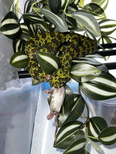 Crescătorie ilegală de reptile, descoperită într-un apartament din judeţul Bihor / În 12 metri pătraţi, erau diferiţi şerpi, tarantule, dar şi 2 vipere veninoase pentru care nu există ser antiviperin în România - FOTO