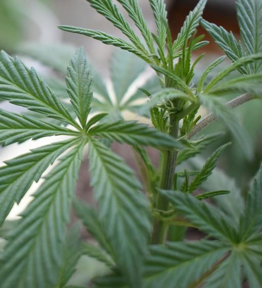 Compania olandeză HempFlax, cultivator şi procesator de cânepă, îşi închide operaţiunile din România şi vinde tot portofoliul agricol de pe plan local 