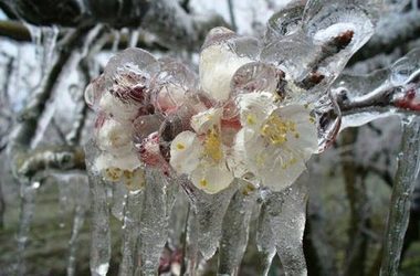 Pomicultorii afectaţi de îngheţul din aprilie–mai 2025 vor primi un sprijin financiar de urgenţă de maximum 2.000 euro/ha