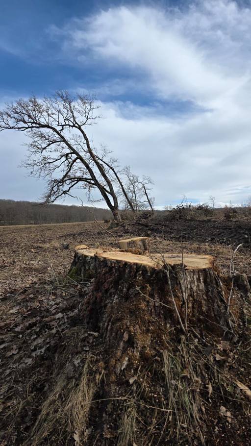 Ministrul Mediului anunţă tăieri ilegale şi furt de lemn din aria protejată Podişul Hârtibaciului, din judeţul Braşov / Arborii tăiaţi ar fi trebuit să asigure seminţele din care să se dezvolte o viitoare pădure