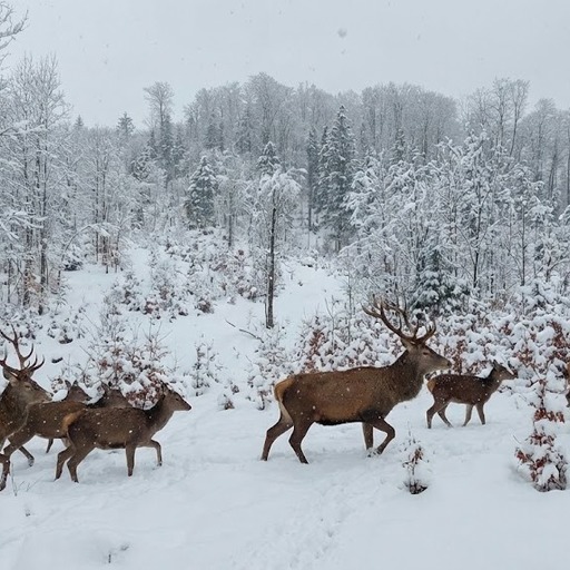 Imagini superbe cu animale sălbatice în zone greu accesibile din păduri acoperite de zăpadă, distribuite de Romsilva - FOTO
