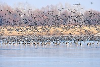 Bogdan-Ioachim Bulete a fost revocat din funcţia de guvernator al Administraţiei Rezervaţiei Biosferei ”Delta Dunării” / Florin Stăneaţă, director al APIA Tulcea, preia postul

