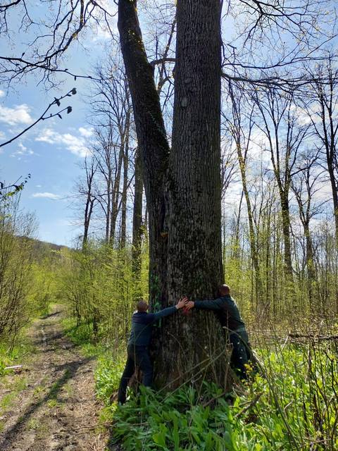 Ministrul Mediului anunţă salvarea arborilor seculari din jurul municipiului Iaşi, care fuseseră marcaţi şi urmau să fie tăiaţi / Buzoianu: Vor fi abori lăsaţi pentru biodiversitate!

