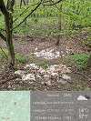 Vaslui: Peste 320 de pui de găină, în diferite stadii de dezvoltare, abandonaţi într-o pădure / Anchetă a autorităţilor - FOTO