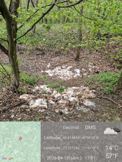 Vaslui: Peste 320 de pui de găină, în diferite stadii de dezvoltare, abandonaţi într-o pădure / Anchetă a autorităţilor - FOTO