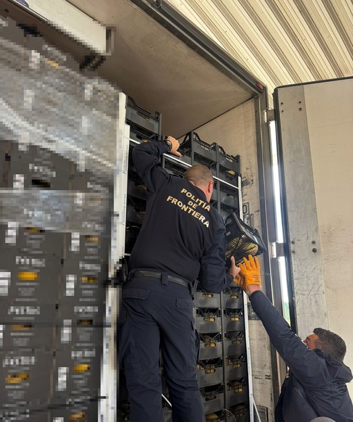 Giurgiu: Poliţiştii de frontieră au capturat peste şapte milioane de ţigarete ascunse într-un transport de citrice / Valoarea acestora este de două milioane de euro