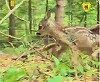 Imagini cu un ied care se plimbă în pădure, surprinse la Suceava - Avertismentul specialiştilor: Primăvara, dacă găsiţi un pui de căprioară sau de ciută nu interveniţi, nu îl luaţi din mediul lui – VIDEO