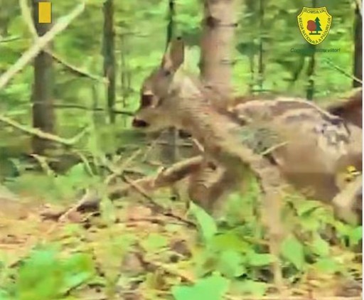 Imagini cu un ied care se plimbă în pădure, surprinse la Suceava - Avertismentul specialiştilor: Primăvara, dacă găsiţi un pui de căprioară sau de ciută nu interveniţi, nu îl luaţi din mediul lui – VIDEO
