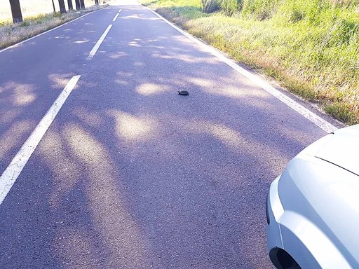 Atenţionare pentru şoferii care circulă în zona Rezervaţiei Biosferei Delta Dunării, unde ţestoasele se află în faza de depunere a pontelor şi traversează frecvent drumurile – Este recomandată oprirea în zone cu vegetaţie unde acestea se pot ascunde - FOTO