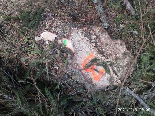 Garda Forestieră, nereguli depistate în pădurile din Poiana Stampei: Tăieri ilegale de arbori, furt de lemne şi utilizarea nelegală a ciocanului silvic circular / Amenzi şi sesizări penale