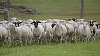 Barna Tanczos, ministrul interimar de la Agricultură: Comisia Europeană a extins interdicţia privind exportul de ovine şi caprine din România către ţările terţe până la 31 decembrie 2026
