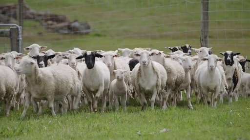 Barna Tanczos, ministrul interimar de la Agricultură: Comisia Europeană a extins interdicţia privind exportul de ovine şi caprine din România către ţările terţe până la 31 decembrie 2026
