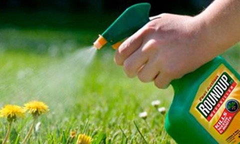 Curtea Supremă a SUA limitează procesele împotriva Bayer privind erbicidul Roundup; Acţiunile Bayer au urcat cu 16%