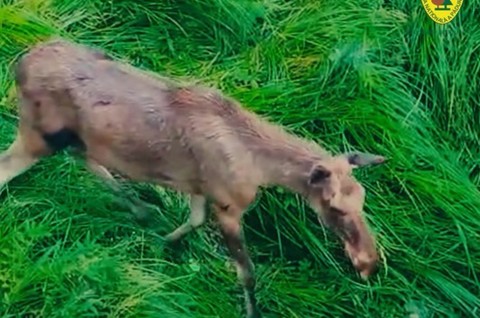Proiect de revenire a elanului în fauna României, după mai bine de două secole de absenţă – Un mascul şi trei femele, aduse în Parcul Natural Vânători Neamţ / Romsvilva: Se acomodează din ce în ce mai bine cu mediul înconjurător - VIDEO