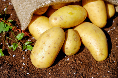 Ajutor de minimis de maxim 300 euro/hectar pentru susţinerea producţiei de cartof de consum, în acest an/ Cererile se depun la Direcţiile pentru Agricultură Judeţene