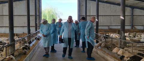 Conducerea ANSVSA se aşteaptă să fie finalizate şi parafate certificatele sanitare veterinare pentru exportul de ovine în Libia, în această săptămână. Delegaţia din Libia, în vizită la Constanţa
