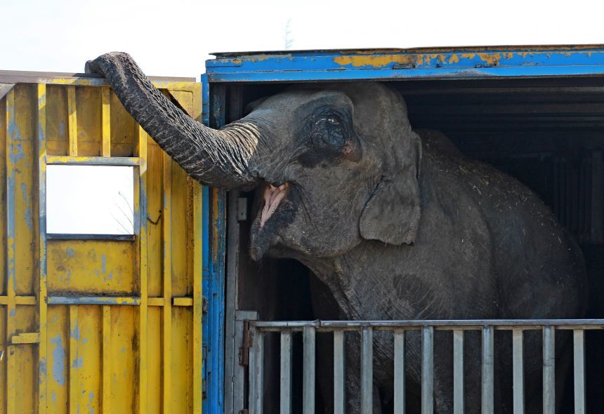 Vier Pfoten: Un elefant şi un hipopotam aparţinând unui circ, ţinuţi în parcarea unui hipermarket din Capitală, în stare deplorabilă. FOTO, VIDEO