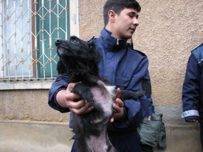 Acţiune în forţă la o casă din Braşov, pentru salvarea a 21 de câini şi trei pisici, ţinuţi captivi în condiţii mizere