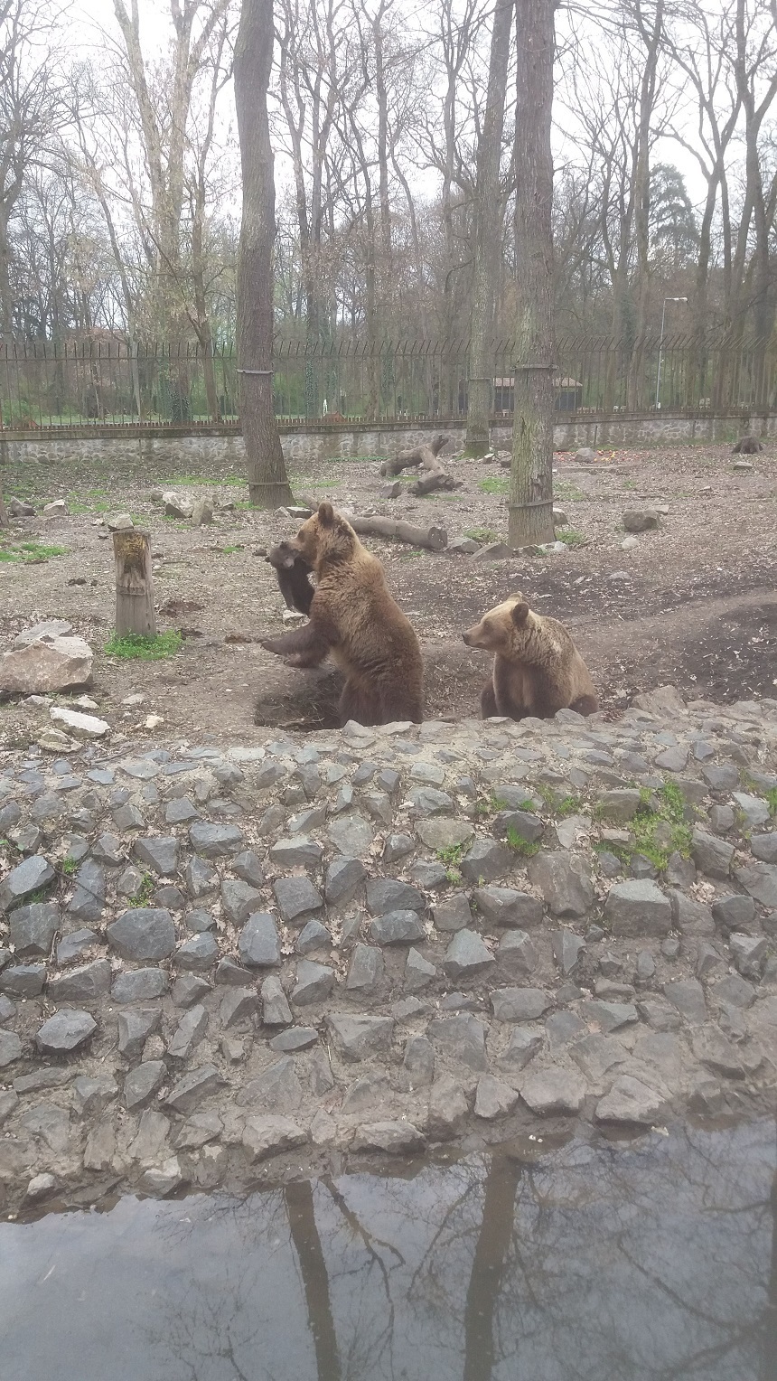 Doi pui de urs născuţi în aprilie la Gradina Zoologică din Timişoara au murit