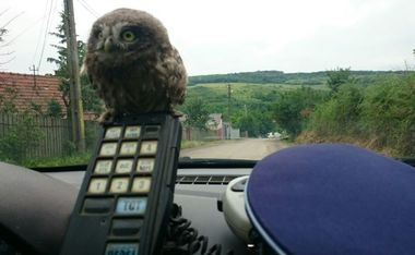 O bufniţă salvată de un agent de poliţie dintr-o casă părăsită a devenit "Polirom” şi este mascota unui echipaj radar. FOTO, VIDEO