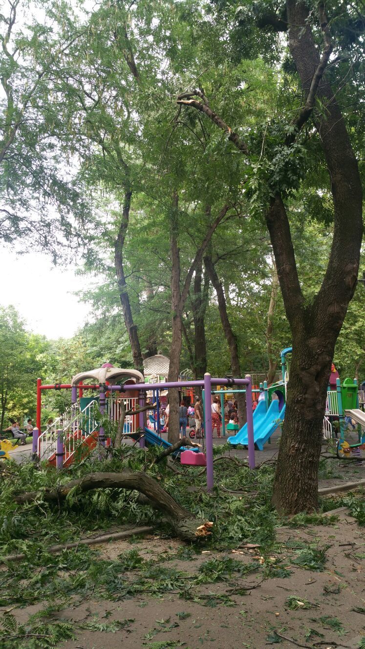 Patru copii şi două femei răniţi după ce o creangă a căzut dintr-un copac la un loc de joacă din Parcul Cişmigiu