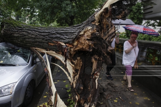 Copac căzut pe maşini (Foto: Inquam Photos / Octav Ganea)