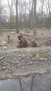 Fată de 13 ani aflată pe Valea Cerbului, din Buşteni, rănită de un urs care a sărit peste cortul în care se afla copila