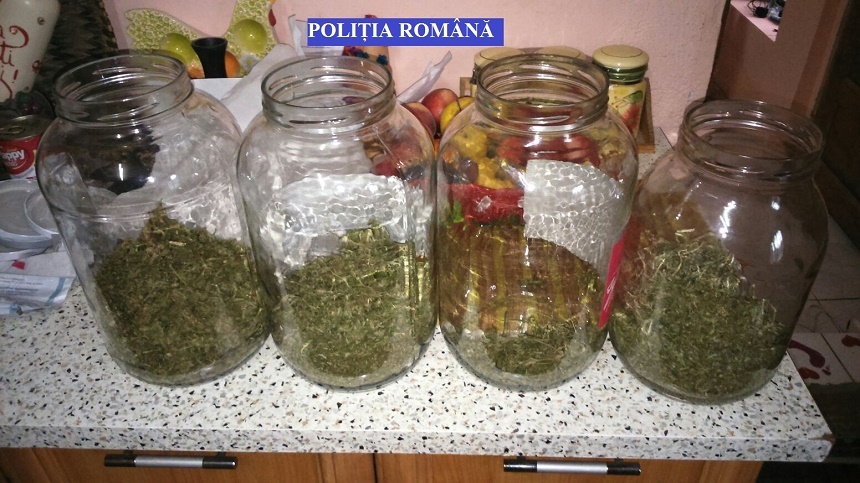 Trei kilograme de canabis şi o cultură de plante interzise, confiscate de DIICOT din Cluj şi Prahova