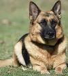 Un român şi un albanez, prinşi de un câine poliţist când încercau să intre în ţară cu 1,3 kilograme de cannabis 