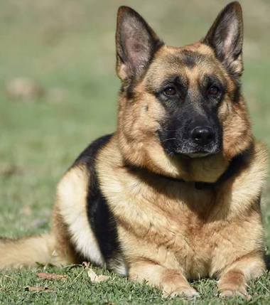 Un român şi un albanez, prinşi de un câine poliţist când încercau să intre în ţară cu 1,3 kilograme de cannabis 