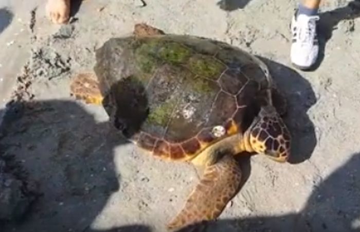 Broască ţestoasă din Marea Mediterană, găsită pe plajă la Vadu; a fost dusă la Complexul de Ştiinţe ale Naturii Constanţa. VIDEO