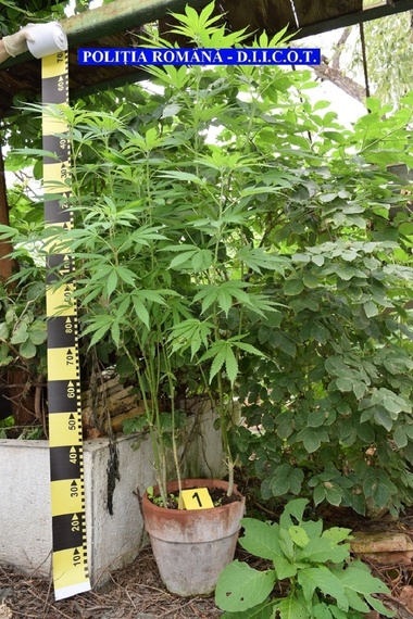 Galaţi: Bărbat arestat la domiciliu după ce a înfiinţat o cultură de canabis; poliţiştii au ridicat peste 31 de kg de substanţe vegetale