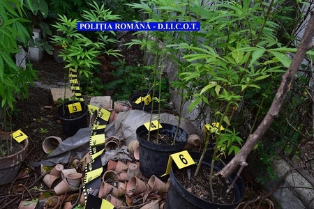 Cultură de 169 de plante de cannabis descoperită într-o curte din Iaşi; un bărbat a fost reţinut pentru trafic de droguri - VIDEO