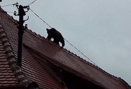 Primăria Sibiu: Cea de-a doua echipă de la Zoo cu armă cu tranchilizant a ajuns cu câteva secunde înainte ca animalul să fie împuşcat