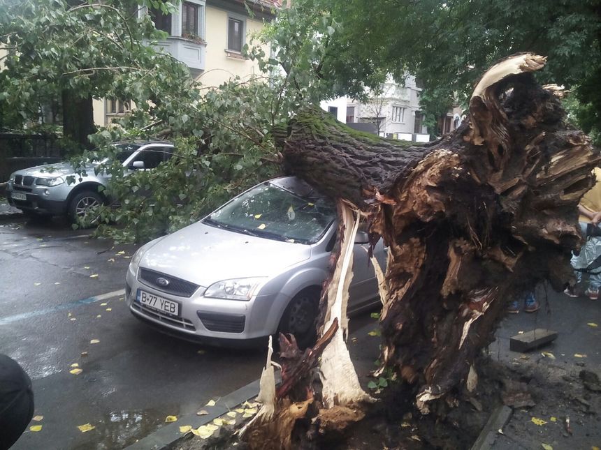 Circulaţie blocată pe o stradă din Capitală, după ce un copac a fost doborât de vânt, fiind rupte şi firele de tensiune care alimentează troleibuzele 