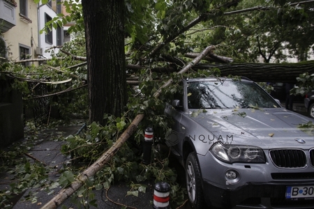 Circulaţia pe strada Griviţei din Capitală, blocată după ce un copac a fost doborât de vânt, a fost reluată 
