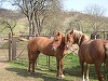 Un microbuz în care nu se aflau călători a lovit trei cai lăsaţi nesupravegheaţi pe un drum judeţean din Prahova