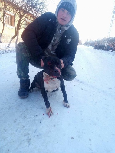 Arad: Tânăr cercetat pentru cruzimi faţă de animale, după ce a fost filmat cum a pus un pitbull să atace alt câine