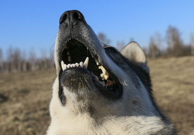 O parte din cadavrul unei femei dintr-o localitate ieşeană, devorat de câini, a fost găsit de un sătean, în apropierea locuinţei sale