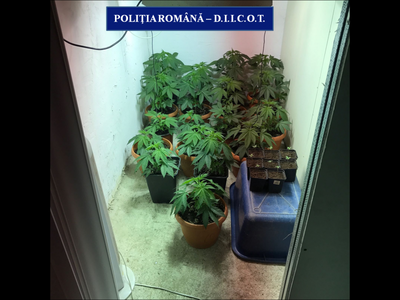 Craiovean arestat după ce în locuinţa sa au fost găsite o cultură de cannabis şi trei kg de muguri şi frunze de cannabis