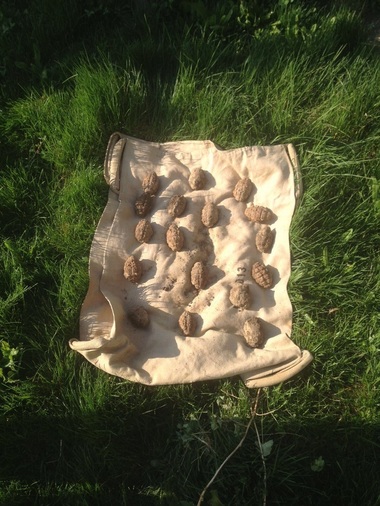 Prahova: 21 de grenade găsite în ultimele 24 de ore pe câmp, în comuna Gherghiţa - FOTO