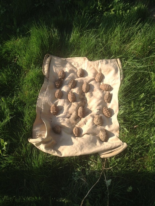 Prahova: 21 de grenade găsite în ultimele 24 de ore pe câmp, în comuna Gherghiţa - FOTO