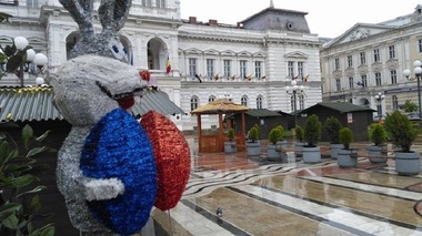 Iepuraşii puşi într-un ţarc în faţa Primăriei Arad, ucişi de câinii vagabonzi - FOTO